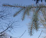 Picea breweriana. Ветвь. Германия, г. Дюссельдорф, Ботанический сад университета. 13.03.2014.