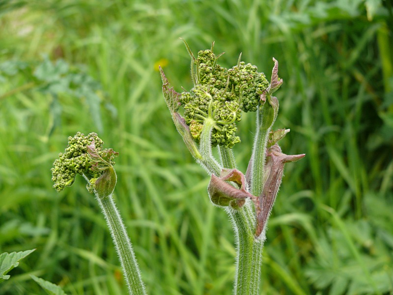 Image of Heracleum sibiricum specimen.