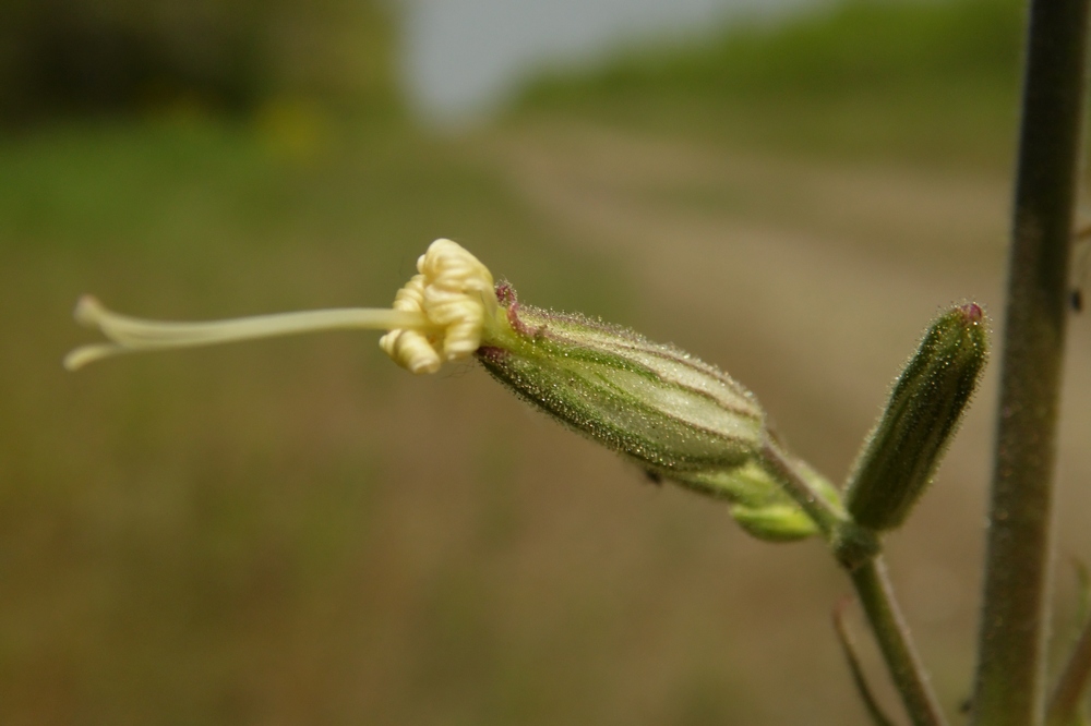 Image of Silene viscosa specimen.