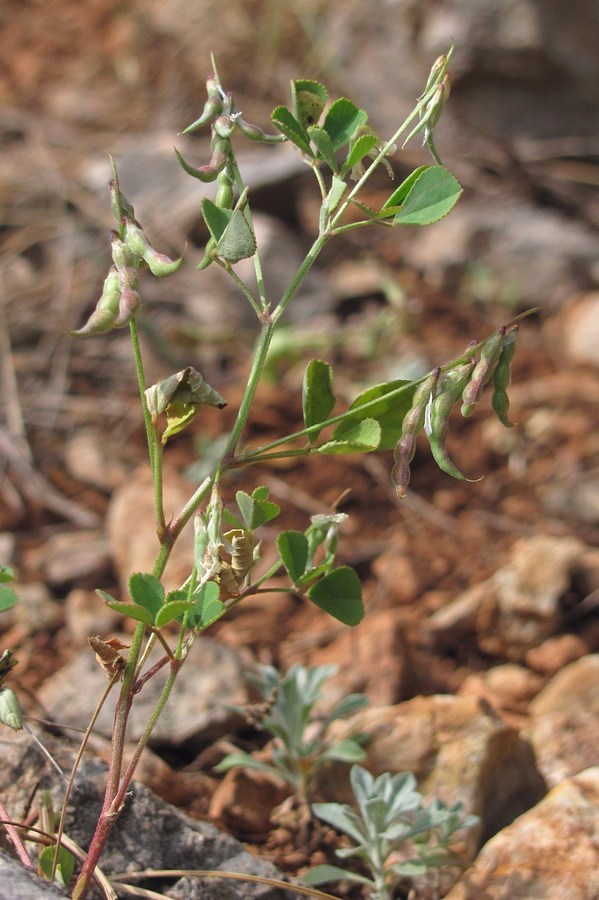 Image of Trigonella strangulata specimen.