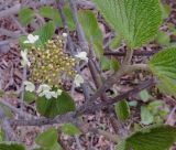 Viburnum furcatum