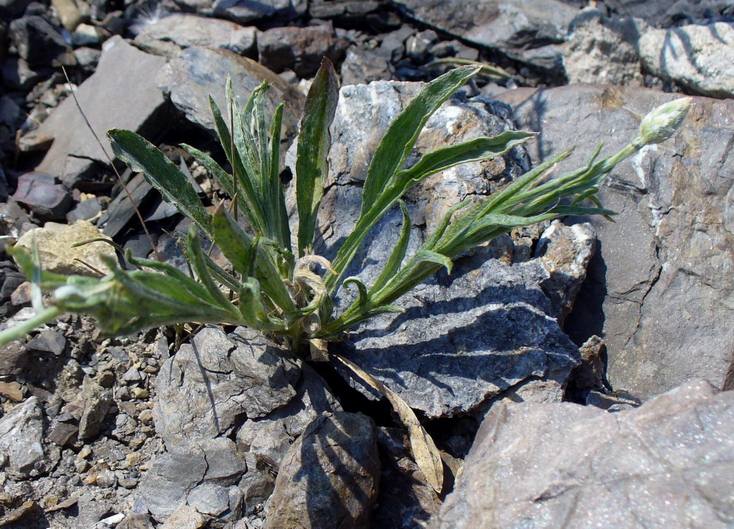 Image of Centaurea cyanus specimen.