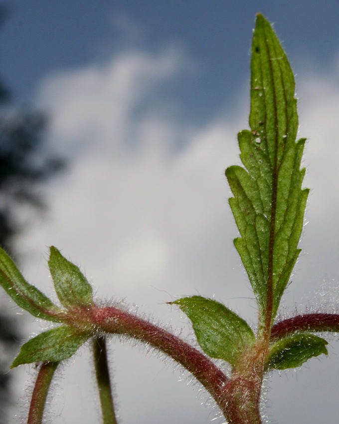 Image of Geum rivale specimen.