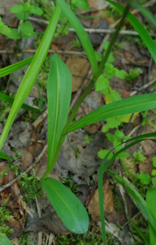 Image of Dactylorhiza fuchsii specimen.