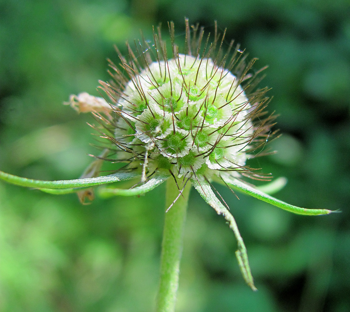 Image of Scabiosa bipinnata specimen.