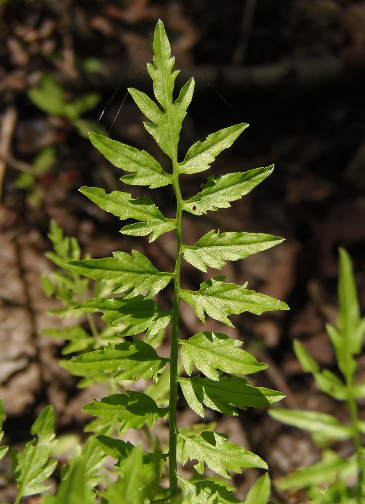 Изображение особи Cardamine impatiens.