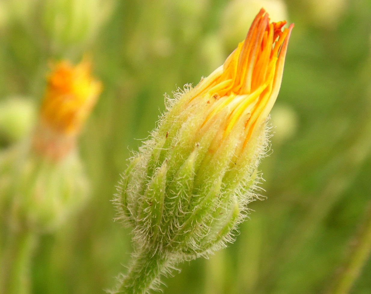 Изображение особи Crepis rhoeadifolia.