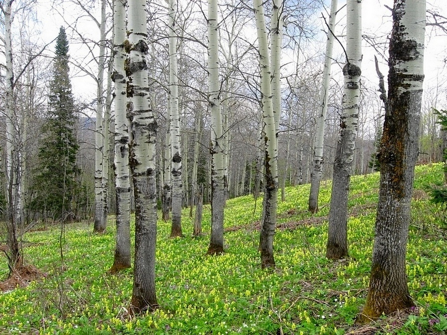 Изображение особи Populus tremula.