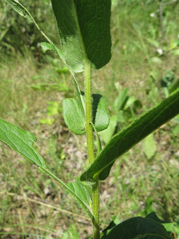 Image of Inula salicina specimen.