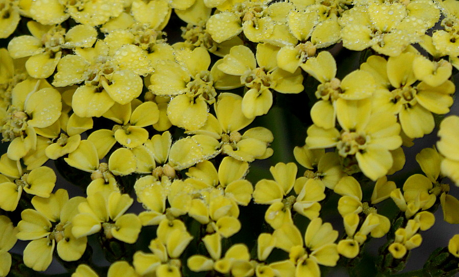 Image of genus Achillea specimen.