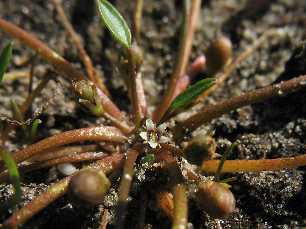 Image of Limosella aquatica specimen.