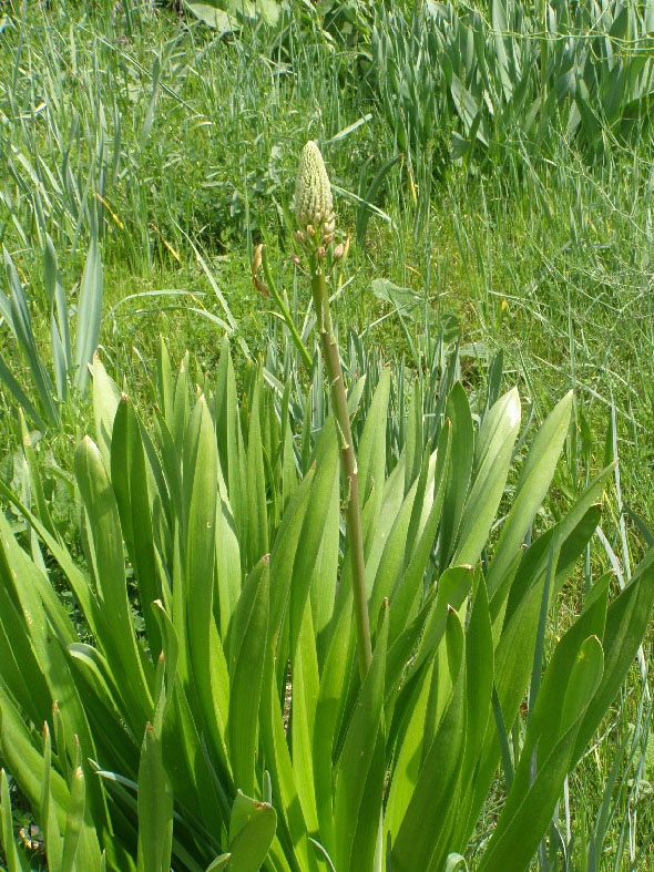 Image of Eremurus aitchisonii specimen.