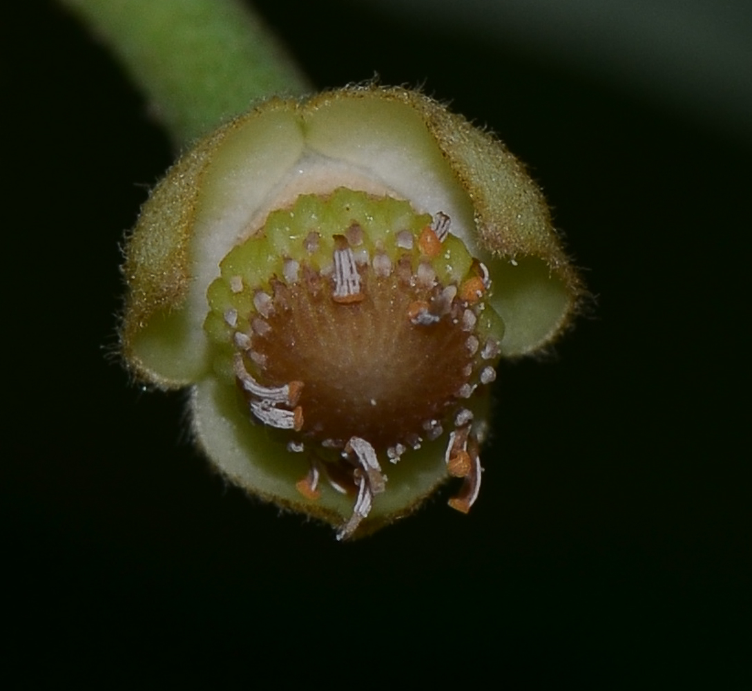 Image of Annona &times; atemoya specimen.