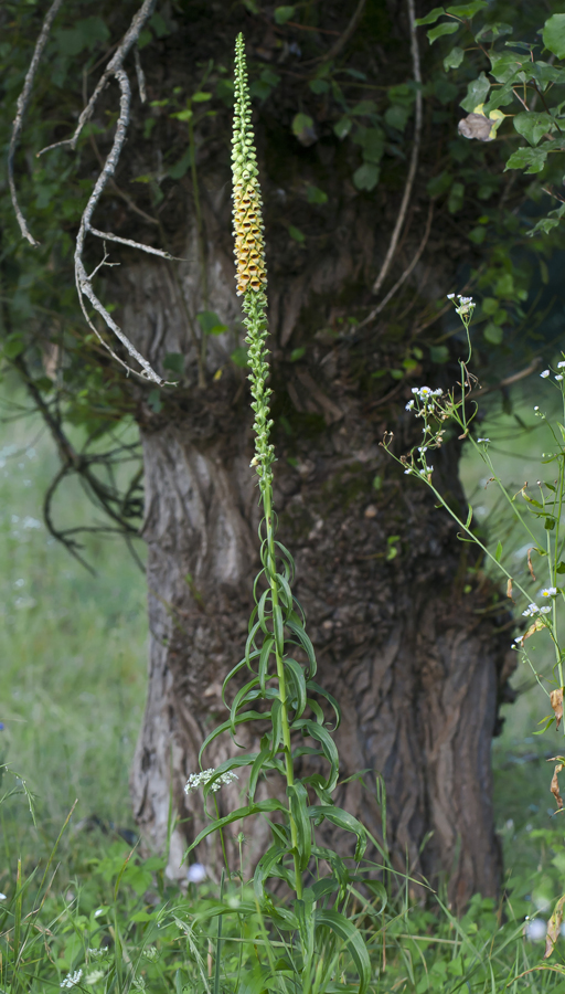 Image of Digitalis schischkinii specimen.