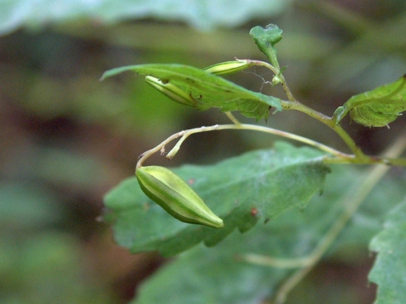 Image of Impatiens noli-tangere specimen.