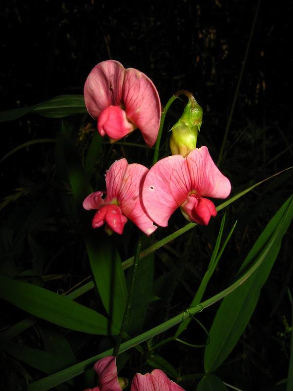 Image of Lathyrus sylvestris specimen.