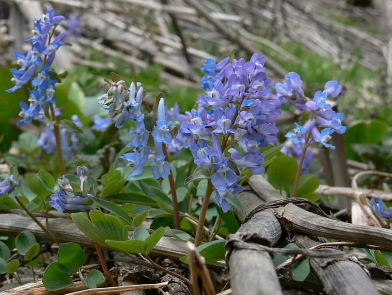 Image of Corydalis ambigua specimen.