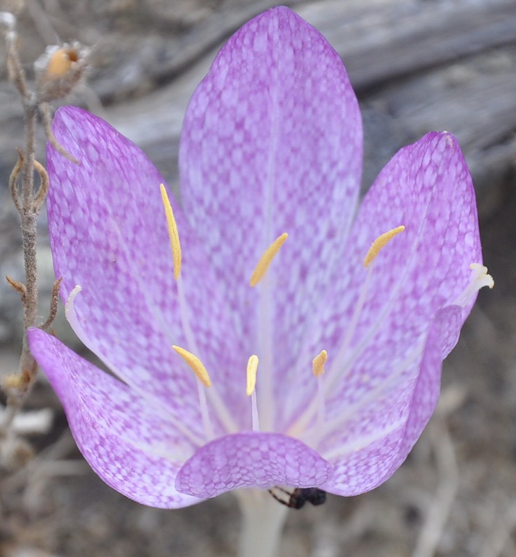 Image of Colchicum bivonae specimen.