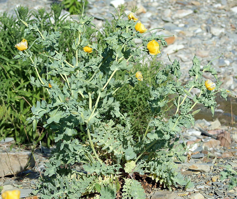 Image of Glaucium flavum specimen.