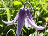 Clematis integrifolia. Цветок. Днепропетровская обл., балочная степь. Май.