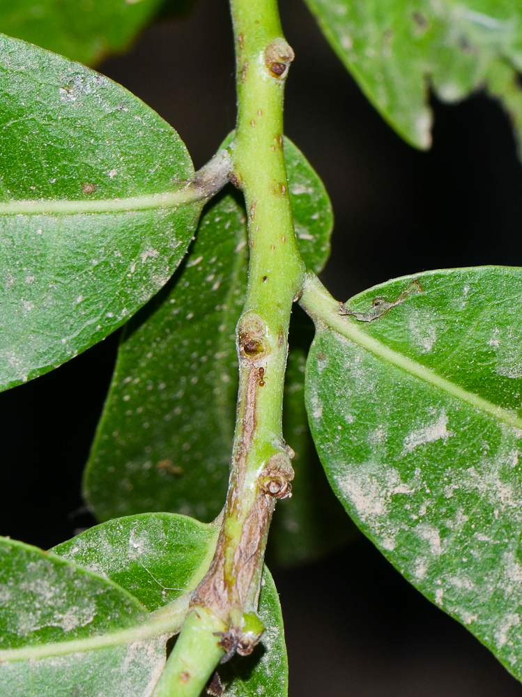 Image of Ehretia tinifolia specimen.