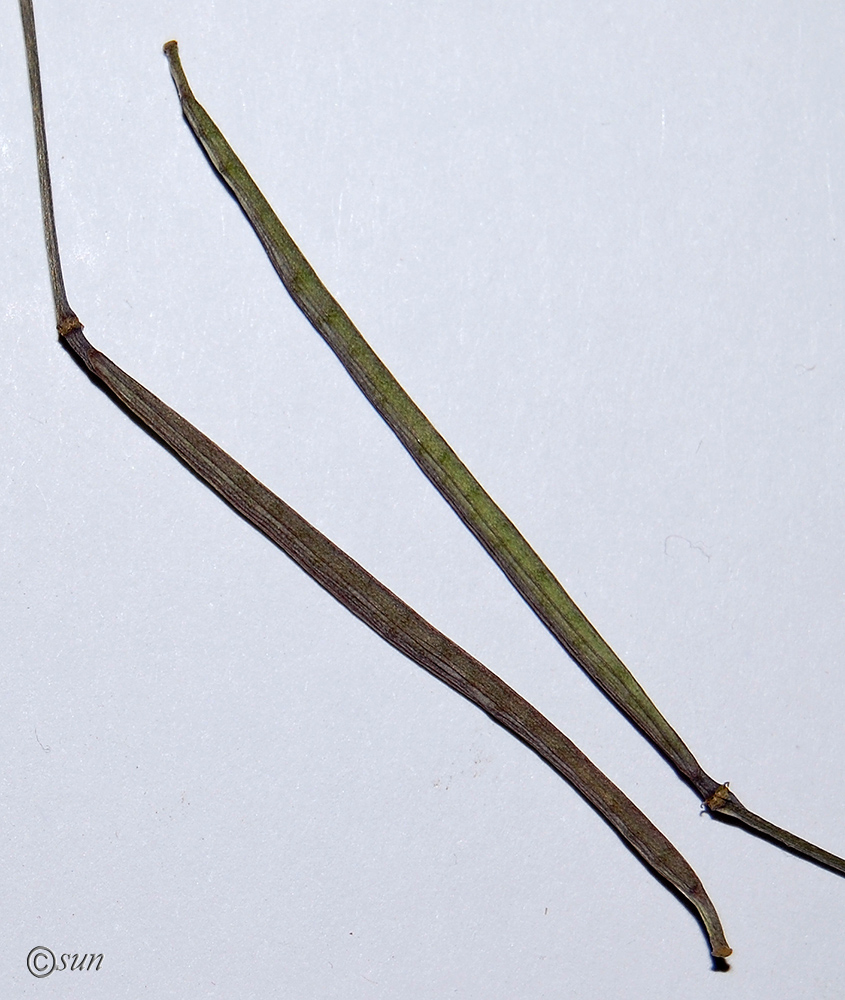 Image of Diplotaxis tenuifolia specimen.