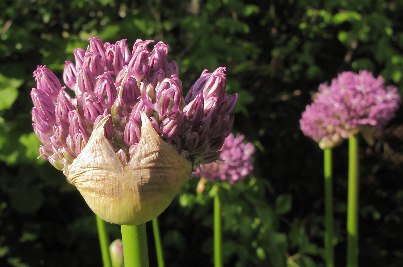 Image of Allium altissimum specimen.