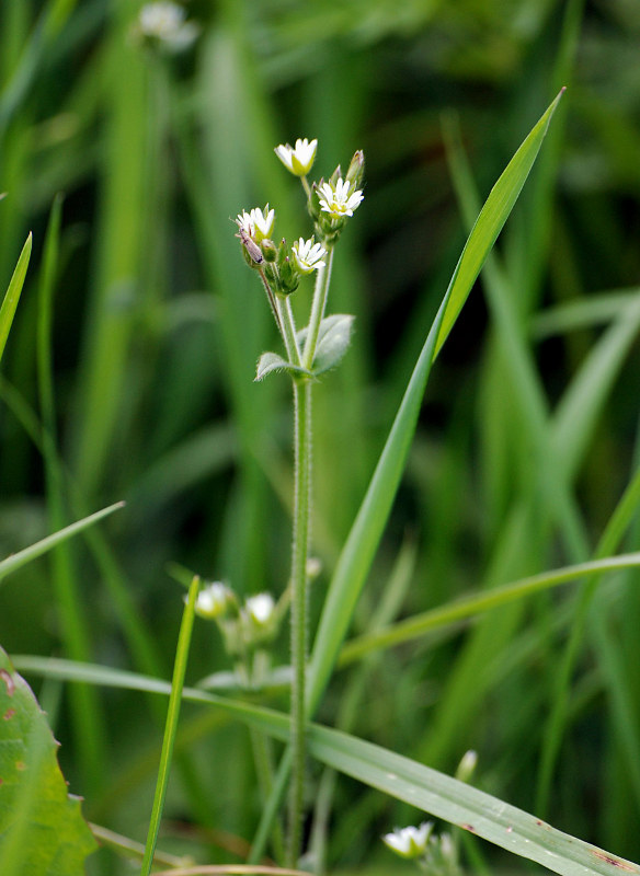 Image of Cerastium holosteoides specimen.