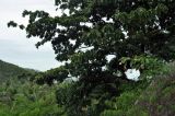 Diploknema butyracea. Ветви плодоносящего дерева. Таиланд, остров Пханган. 22.06.2013.