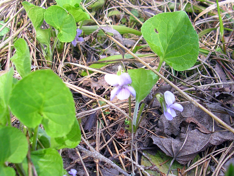 Image of Viola mirabilis specimen.