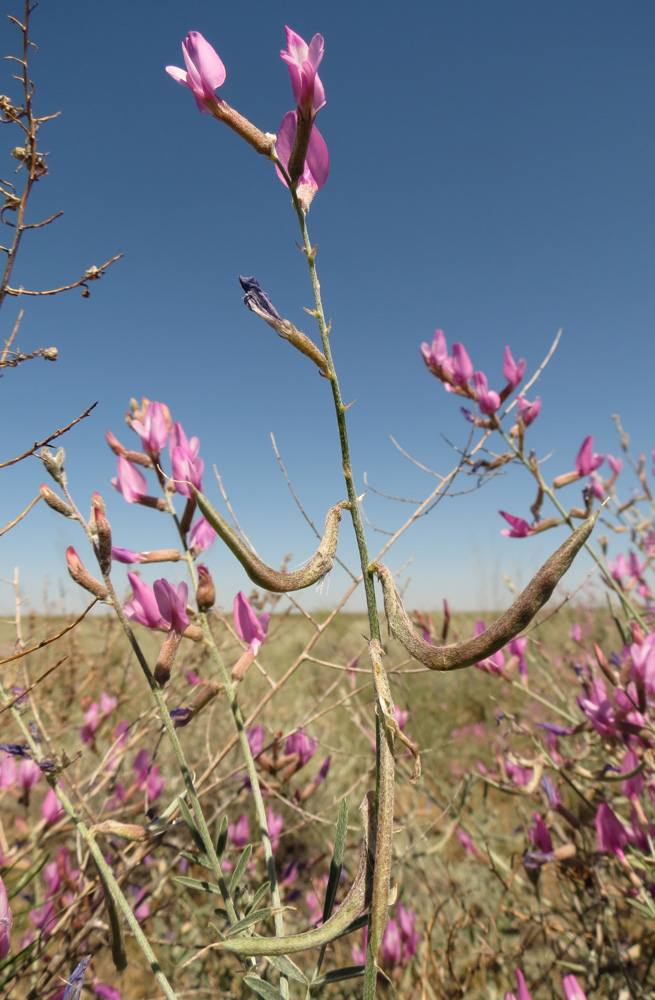 Image of Astragalus polyceras specimen.