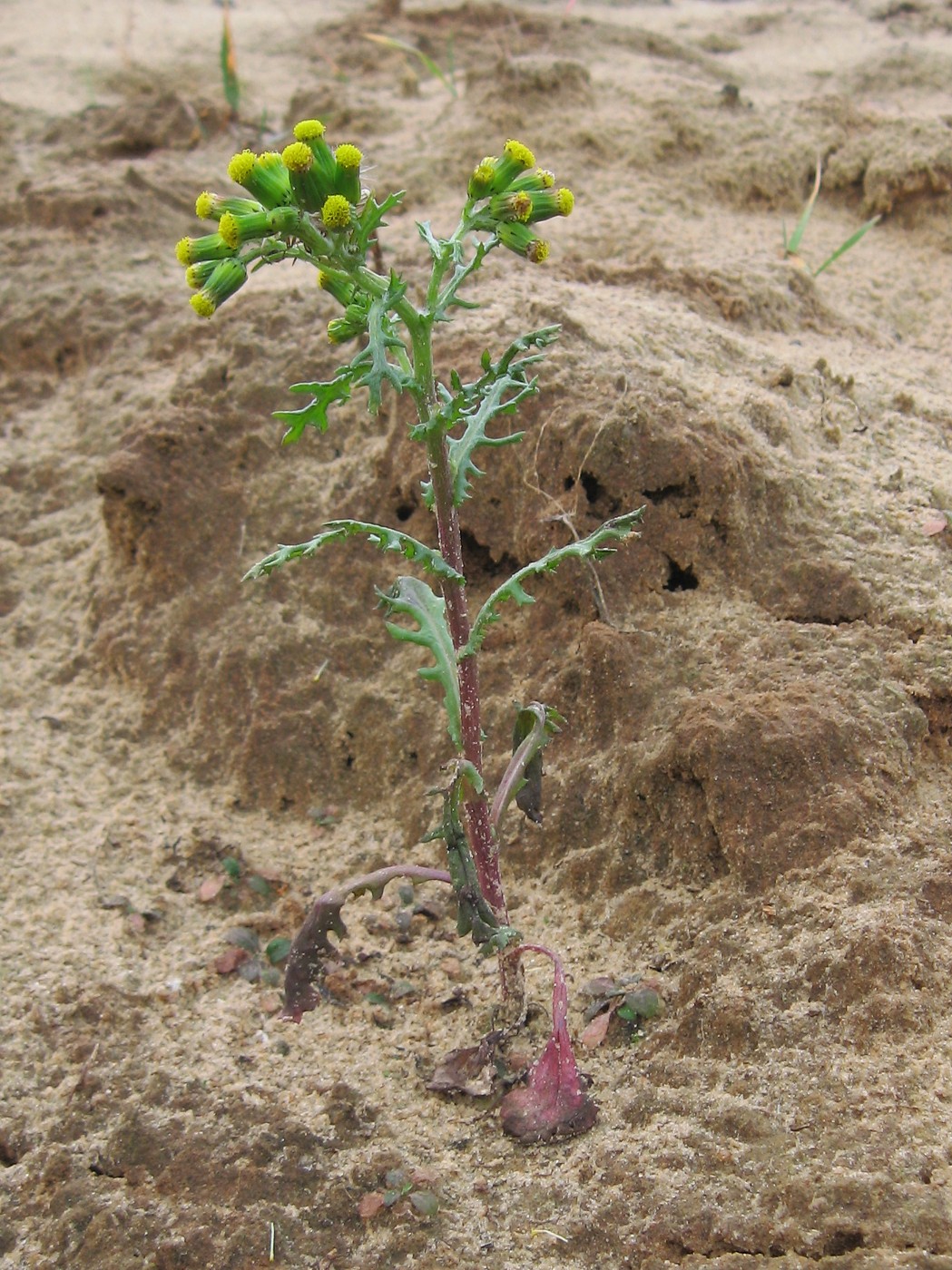 Image of Senecio vulgaris specimen.