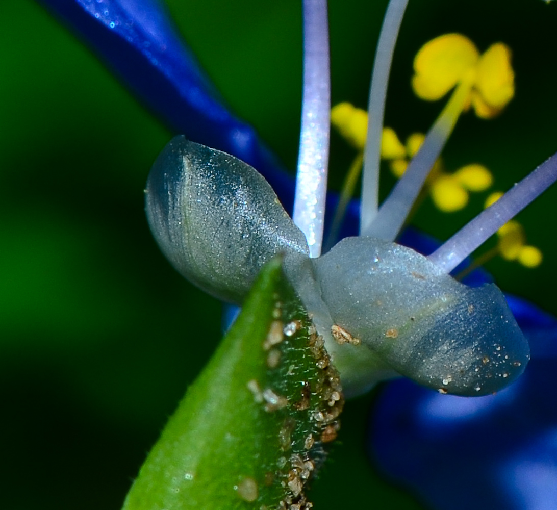 Image of Commelina erecta specimen.