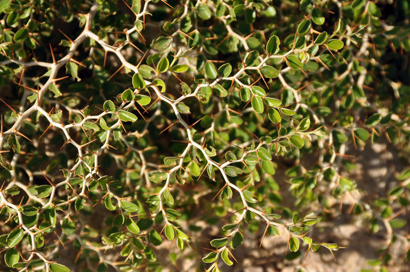 Image of Ziziphus nummularia specimen.