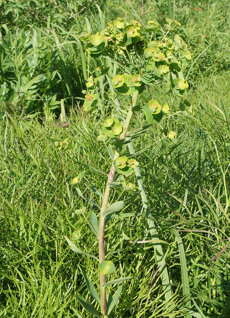 Изображение особи Euphorbia virgata.