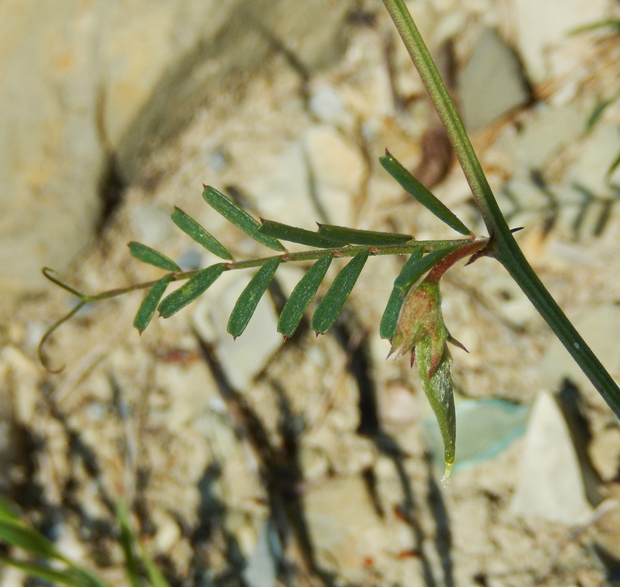 Image of Vicia peregrina specimen.