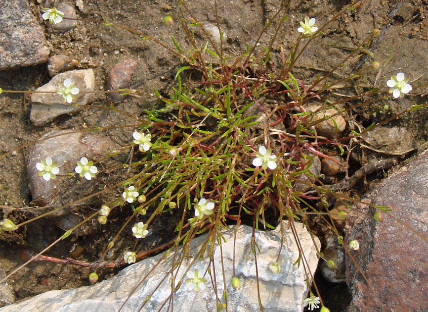 Image of Sagina procumbens specimen.