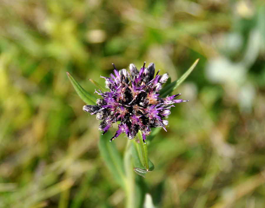 Image of genus Saussurea specimen.