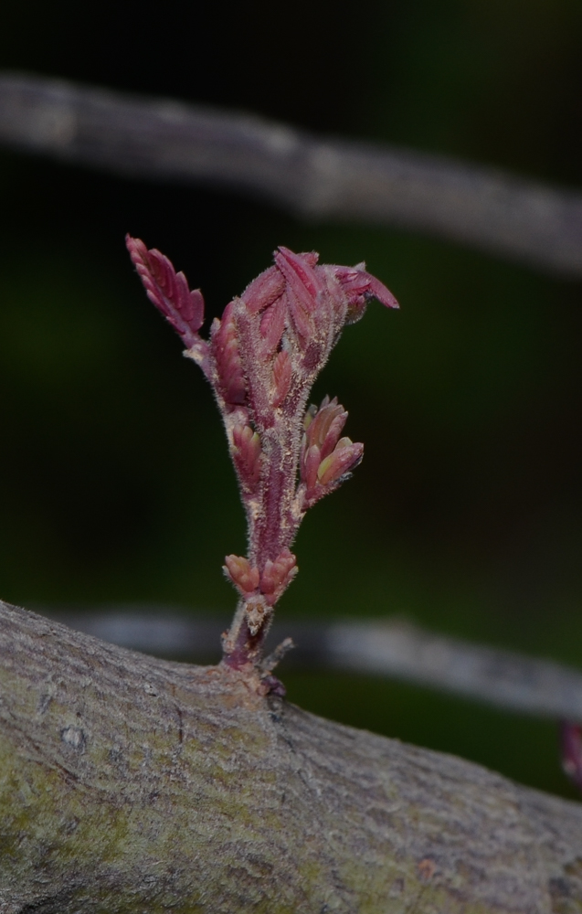 Image of Acacia baileyana specimen.