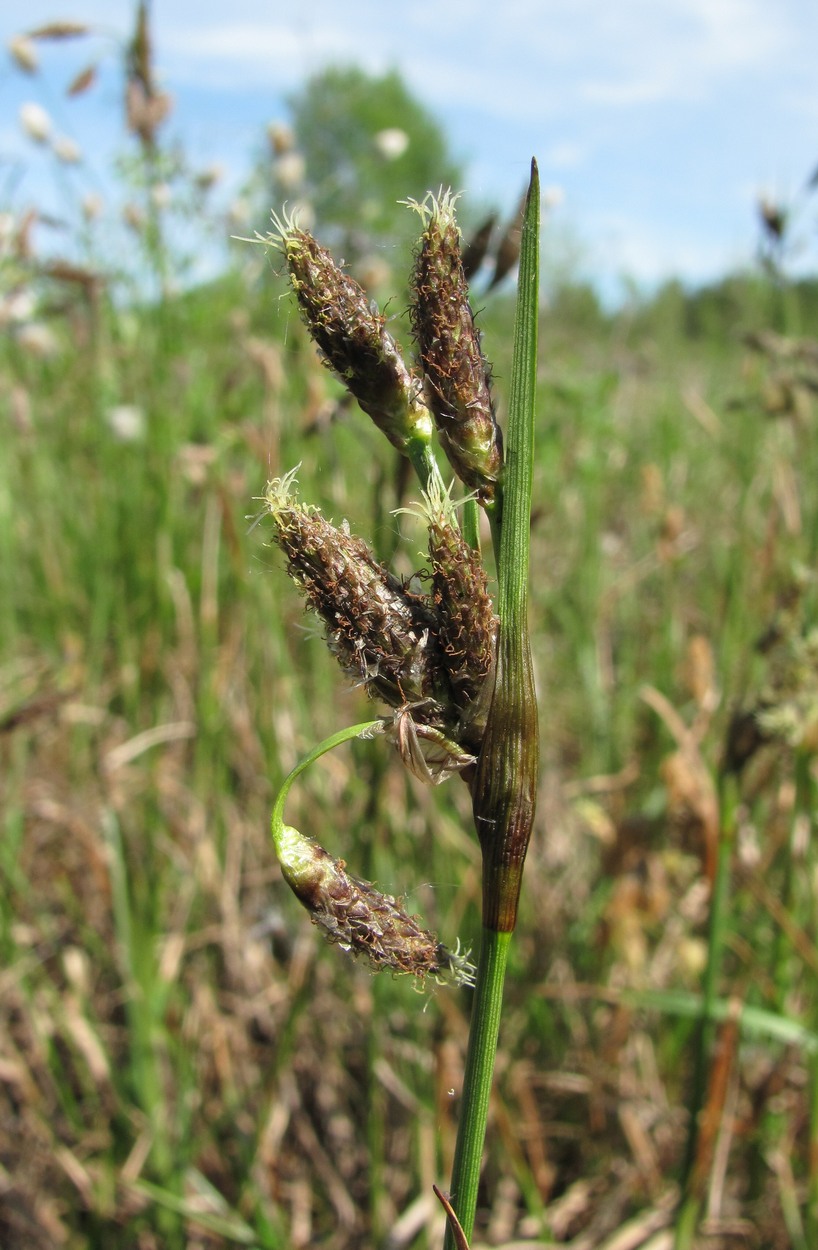 Изображение особи Eriophorum angustifolium.