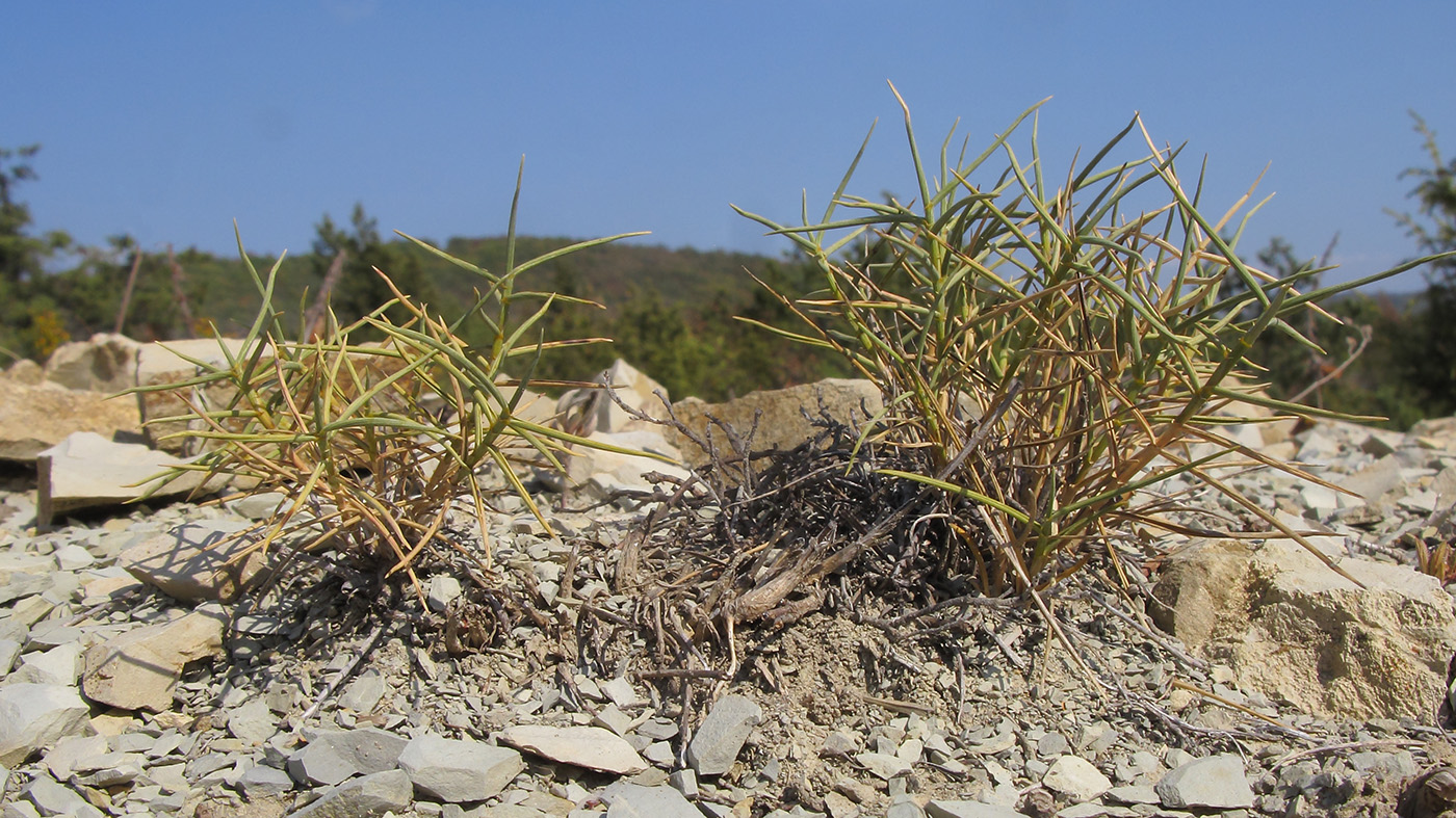 Image of Agropyron pinifolium specimen.