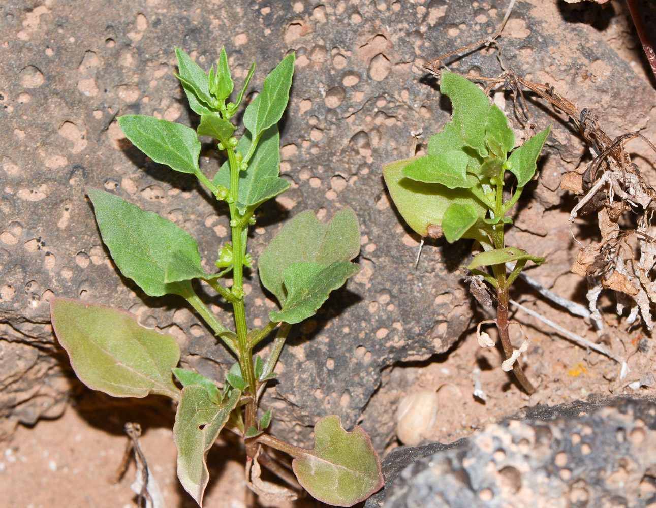 Image of Patellifolia procumbens specimen.