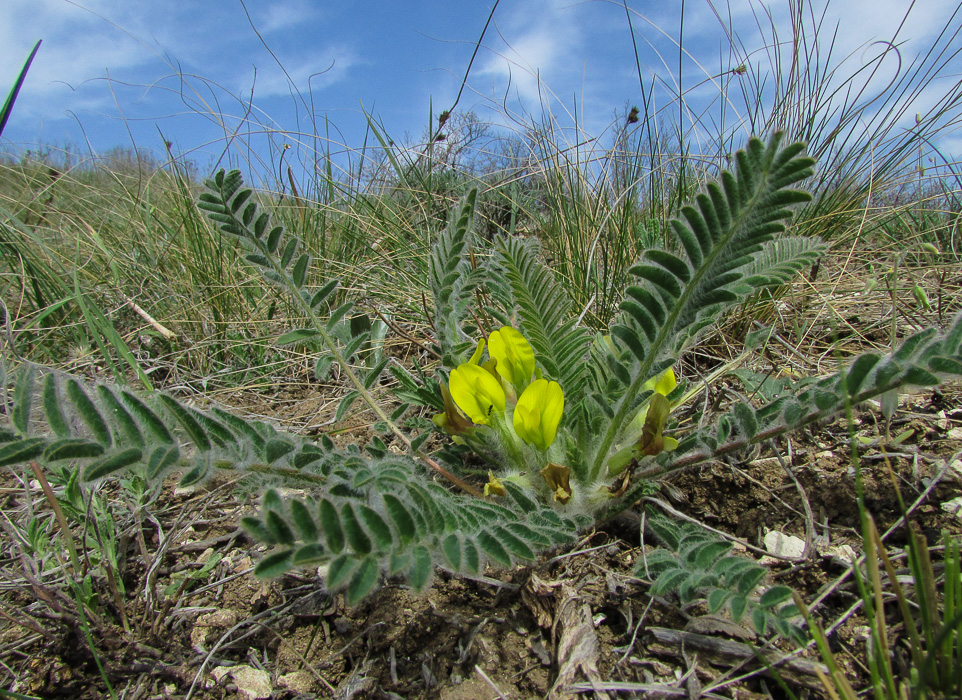 Image of Astragalus henningii specimen.