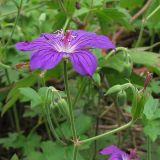 Geranium wlassovianum