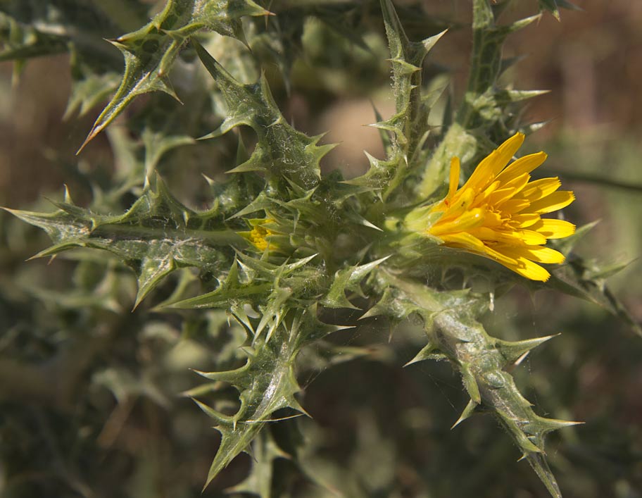 Image of Scolymus hispanicus specimen.