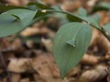 Ruscus hypoglossum