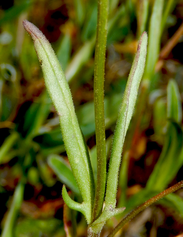 Image of Valerianella lasiocarpa specimen.