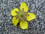 Potentilla anserina подвид groenlandica. Цветок (вид со стороны чашечки). Листочки подчашия большей частью цельные. Мурманская обл., Североморский р-н, берег Кольского залива в районе губы Грязной. Июль 2008 г.