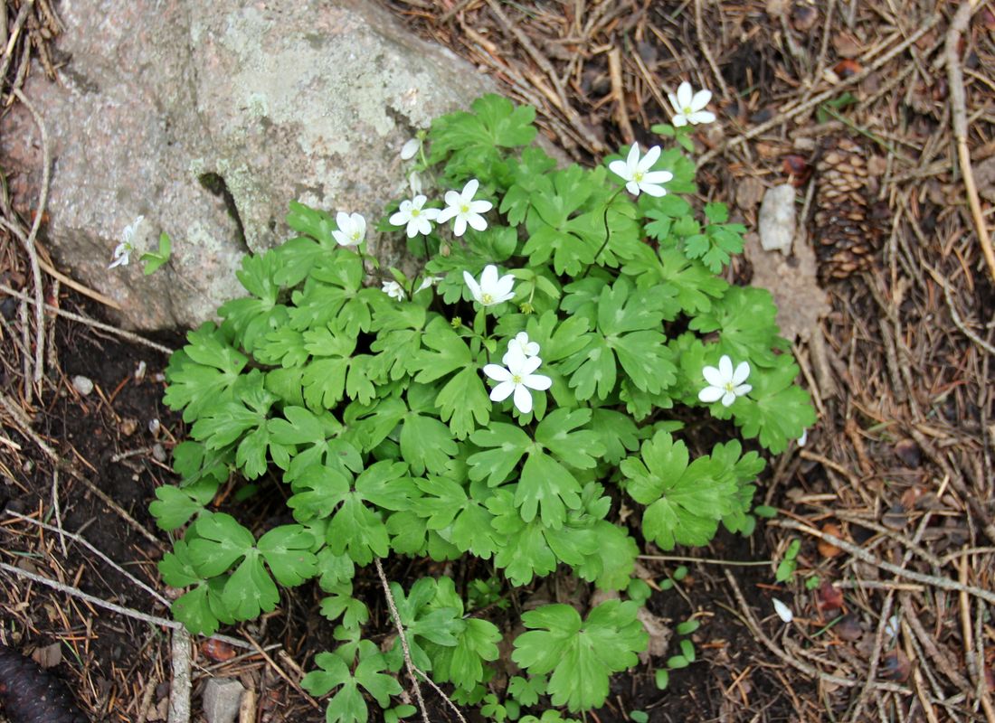 Image of Hepatica falconeri specimen.