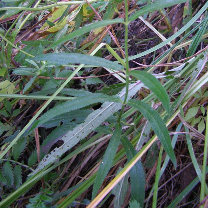 Image of Stachys palustris specimen.